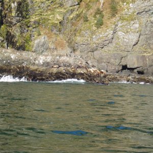 Sea Lion haul out in Resurrection Bay 04'