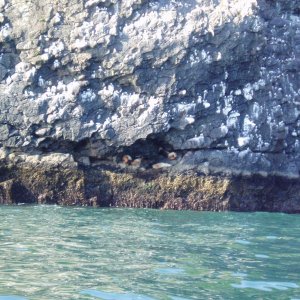 Sea Lion nook Cape Resurrection 04'