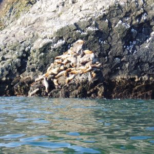 Sea Lions perched atop penicle 04'