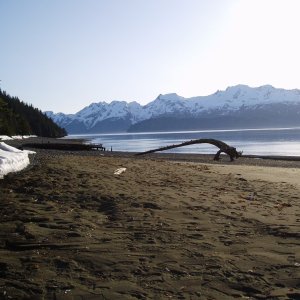 Driftwood arch 04'