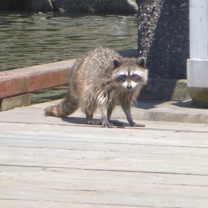 A Canadian bandito in Conover Cove