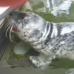 Baby Harbor Seal trying to nurse on Plan "B"