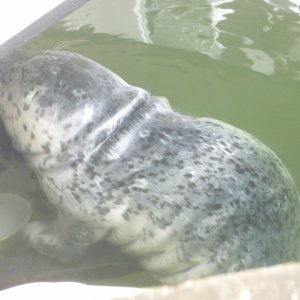He kept trying to suckle on the boat