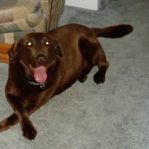 Everyone is his buddy, Rex -- as long as he knows you :-)