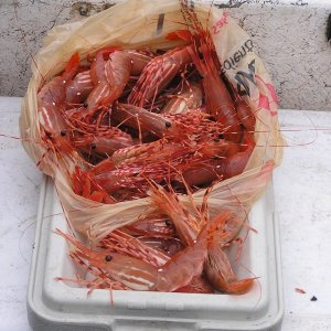 Scampi, anyone?