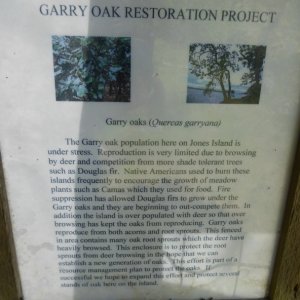 Garry Oak restoration