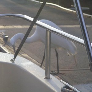A friendly heron checking out the breakfast menu, Petuluma