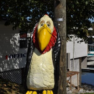 The Ubiquitous Bird