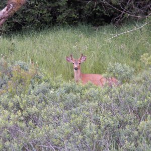 I let the boat drift into the shore vegetation, climbed up on the gunnel, and took this picture.  He doesn't seem too concerned.