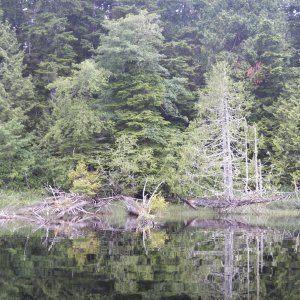 Lots of interesting snags on the shoreline.  In several places there would be a row of little pilings like sometime in the past there had been a tug boat on the lake, but I saw no evidence of past logging along the lake.  Clear cuts to the west were visible from the lake.