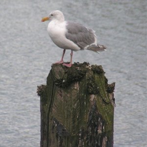 (Pat Anderson) A Seagull