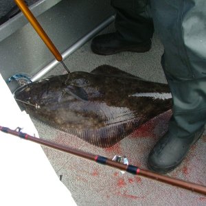 38\" Halibut from the Chicken Ranch off Newport..