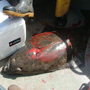 Caught 2 Halibut at the same time at Chicken Ranch off the coast of Newport but can only keep 1 a day.