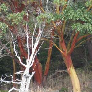 Interesting Trees on Orcas Island