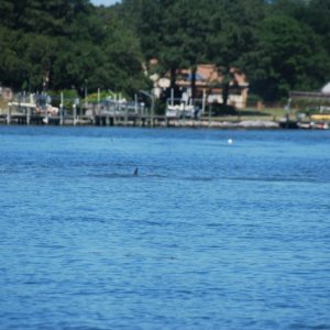 Lone dolphin seen across a sandbar in Broad Bay, Virginia Beach, from the channel.