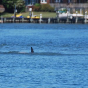 First dolphin seen since a pod of 7 left approx 2004-5