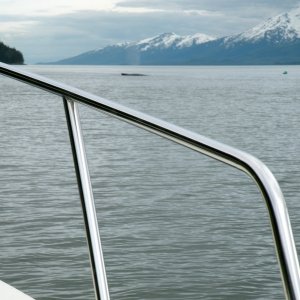 Humpback crossing our path outside Taku Inlet