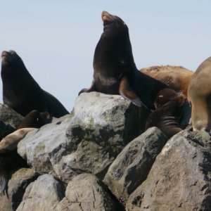 SeaLions at Steveston Jetty
