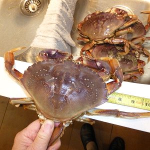 Gotta love crab !!!!