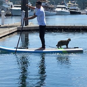 The cat is a good sport