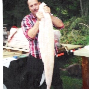 halibut fillet