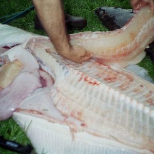 Filleting out the 103#er 
Found 2 octapus legs in the stomach, & some pieces of wood - Go figure.