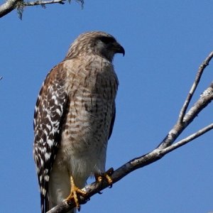 Hawk (red shoulder?)