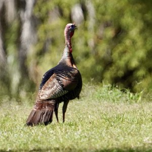 Wild Gobbler Turkey