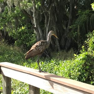 Limpkin