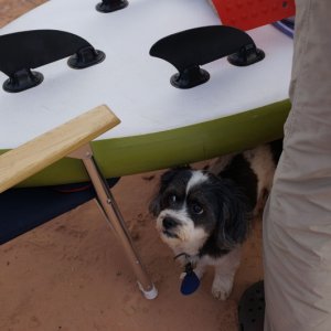 Don\'t forget Baxter!