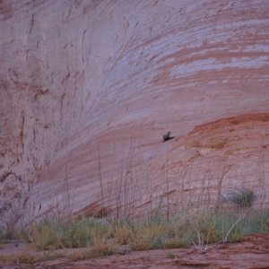 River Otter Oak Canyon
