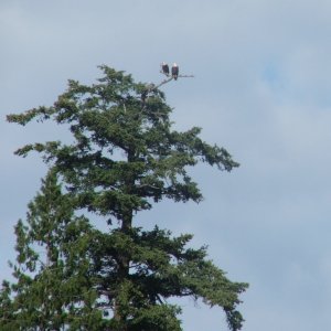 (c-dancer) Blakely Eagles