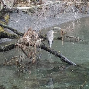Spring trip to Stuart Island, in San Juans.