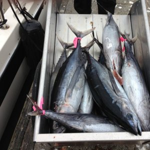 About half the tuna catch