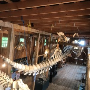 Inside Whale Museum at Telegraph Cove