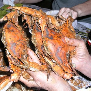 (Bluecrab) Handful of steamed blue crabs