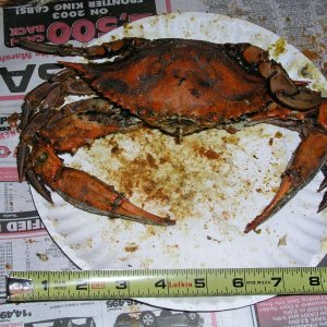(Bluecrab) A nice, fat one!