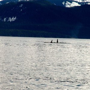 Orcas near Vanderbilt Reef