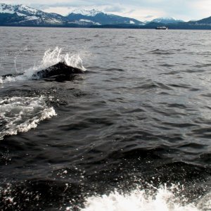 Dall porpoise near Hoonah