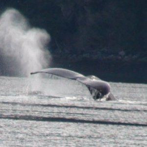 Lisianski Inlet whales