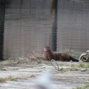 This mink pooped all over the cockpit