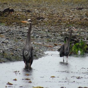 Blue Heron pair Lisianski Strait tidal flats