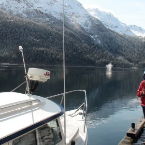 Watching a humpback whale pass the Lisianski dock