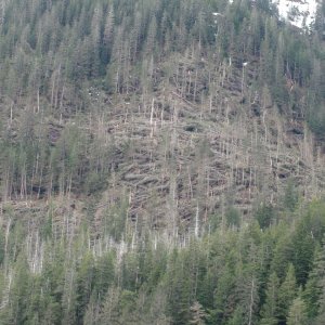 blow down caused by 100 mph winds last February