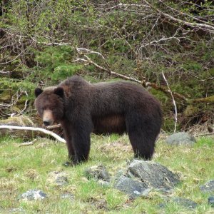 Big bear about 25 yds from the Mokai & me