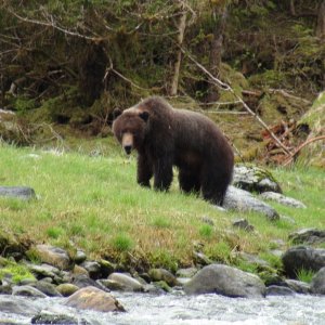 Same bear  is about 1/4 mile from our anchorage in Hidden Bay off Slocum Arm, Chichagof wilderness