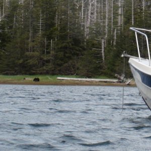 bear on shore Hidden Bay