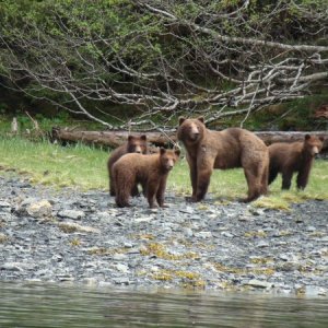 Sow & cubs, Falcon Arm, Khaz Bay the day the Mokai broke down