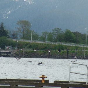 eleven eagles in flight Sitka channel1