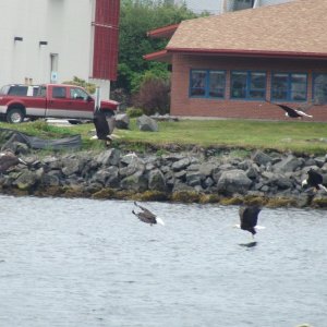 five eagles? or one in slow motion